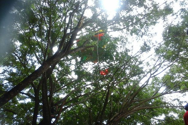 Heboh, Penerjun Payung dari TNI AD Ini Nyangkut di Pohon