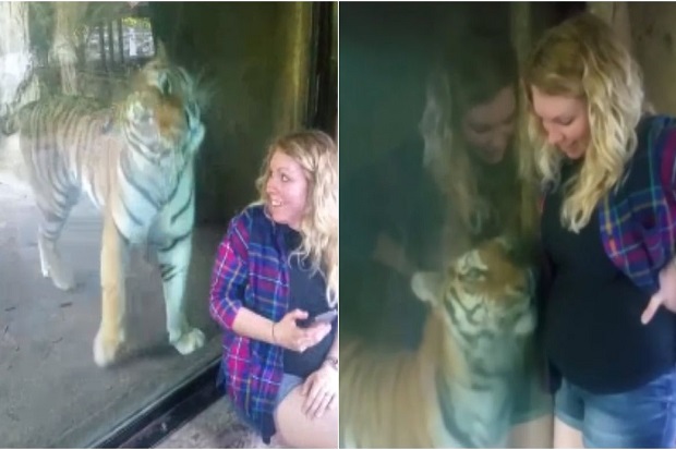Tahu Pengunjungnya Hamil, Harimau Bonbin AS Bereaksi Menggemaskan