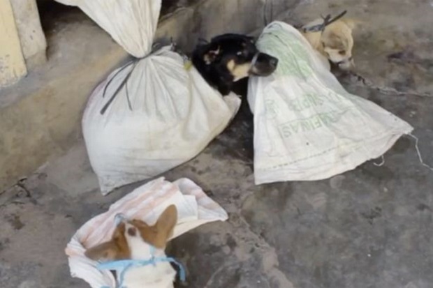 Pembantaian 1 Juta Anjing Per Tahun di Indonesia untuk Dimakan Disorot Dunia