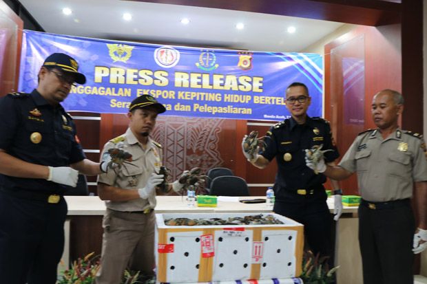 Bea Cukai Banda Aceh Gagalkan Penyelundupan Kepiting Betina Bertelur