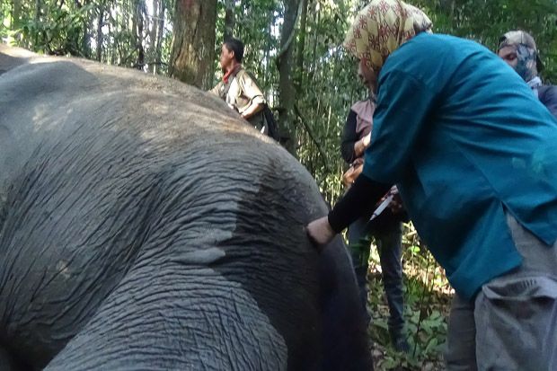 Tim Gabungan Obati Gajah Sumatera yang Terluka