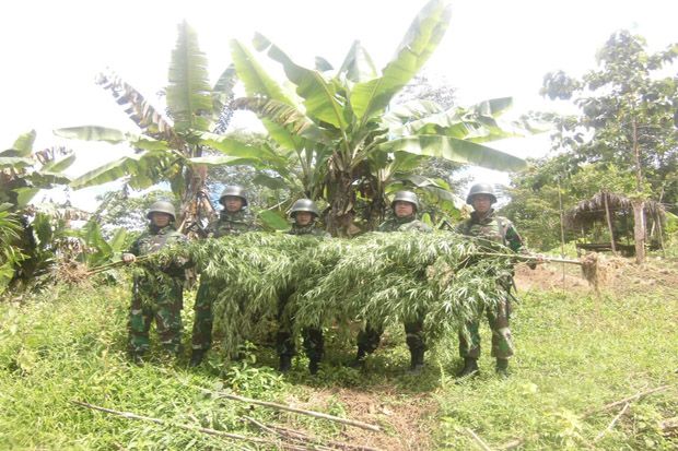 Satgas Pamtas 512/QY Temukan Ladang Ganja di Perbatasan Papua