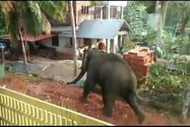 Gajah Mengamuk di Permukiman Warga, Perempuan Tewas Diinjak