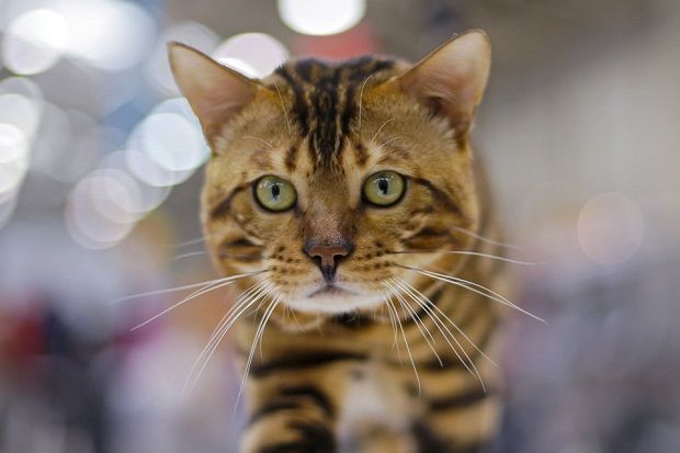 Kucing Jadi Tersangka Utama Percobaan Pembunuhan Wanita Jepang