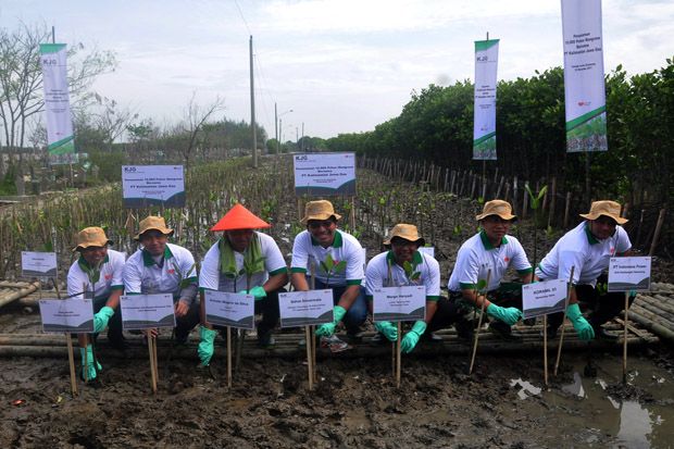 Selamatkan Semarang, 10.000 Mangrove Ditanam di Tambak Lorok