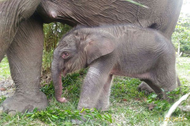 Bayi Gajah Seberat 156 Kg Terlahir di Taman Nasional Tesso Nilo