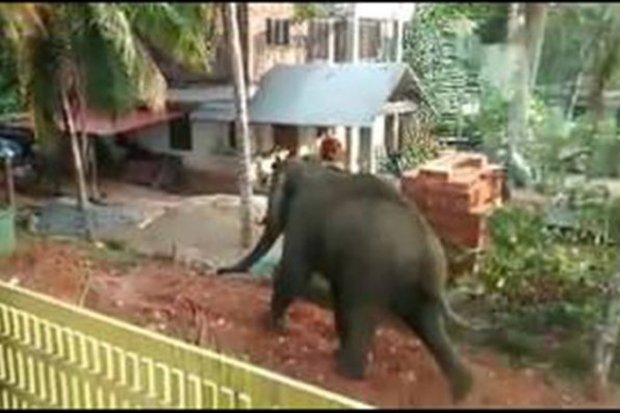 Diduga Kelaparan, Dua Ekor Gajah Curi Beras Penduduk