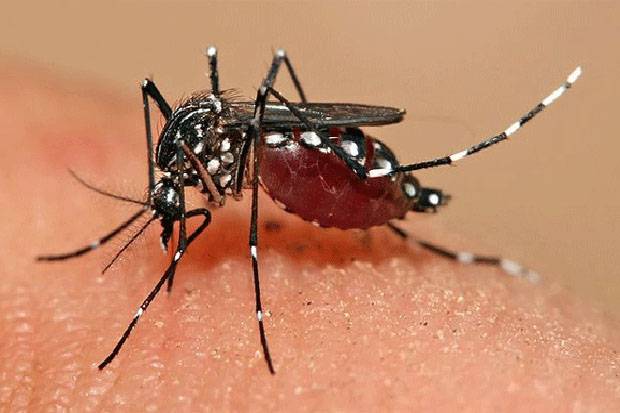 Vaksin Dengue Ternyata Belum Aman