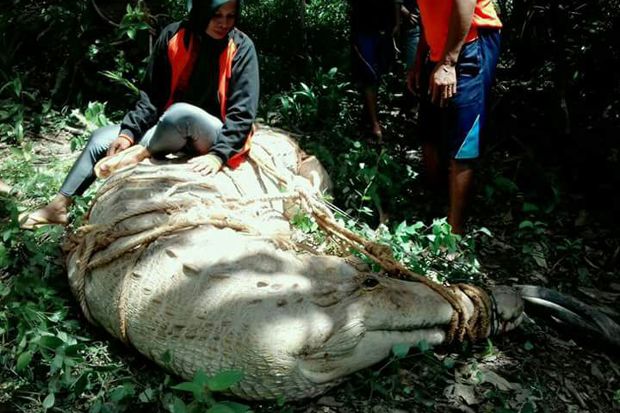 Buaya Raksasa Akhirnya Dilepasliarkan ke Sungai di Taman Nasional Tanjung Puting