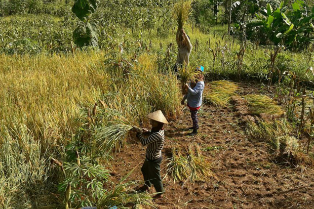 Masa Peceklik, Petani Gunung Kidul Lakukan Panen di Lahan Kering