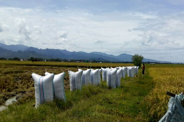 Masa Paceklik, Produki Padi Petani Mamuju Justru Meningkat