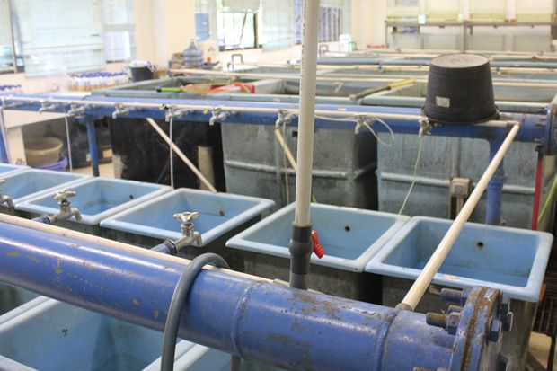 UGM Siap Panen Ikan Teknologi Microbubble Generator