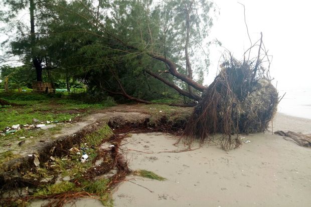 Puluhan Pohon Tumbang, Abrasi Ancam Pemukiman dan Jalan