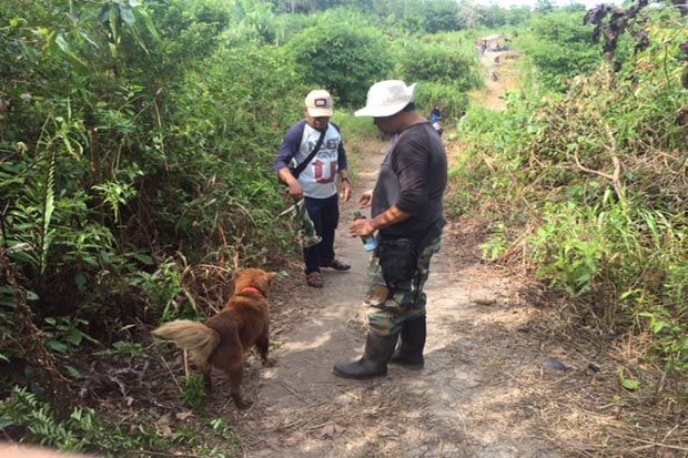Anjing Kintamani Diterjunkan Cari Kakek yang Hilang di Kebun Sawit