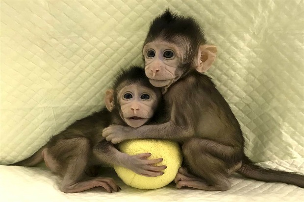 Ilmuwan Sukses Kloning Monyet, Potensi Kloning Manusia Terbuka