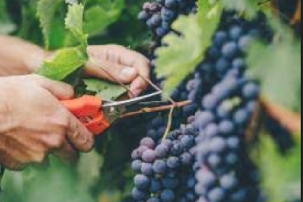 10 Manfaat Anggur Hitam, mulai Fungsi Otak hingga Kulit