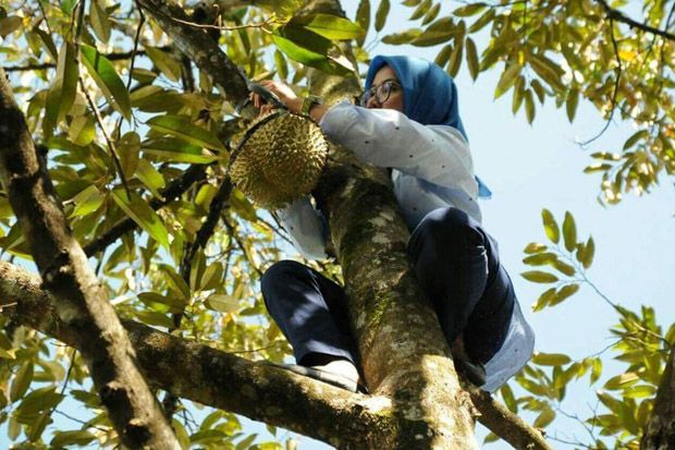 Viral! Bupati Lebak Panjat Pohon Demi Buah Durian