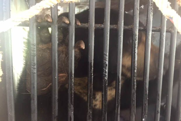 Ditranslokasi, Dua Beruang Madu Dikirim ke Sragen Jawa Tengah