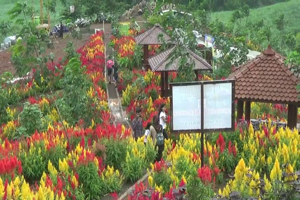 Menikmati Keindahan Bunga Taman Sri Gunung Batang dari Ketinggian