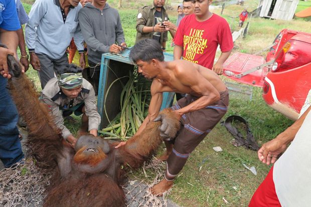 Kelaparan, Orangutan Ini Menjarah Buah di Kebun Warga