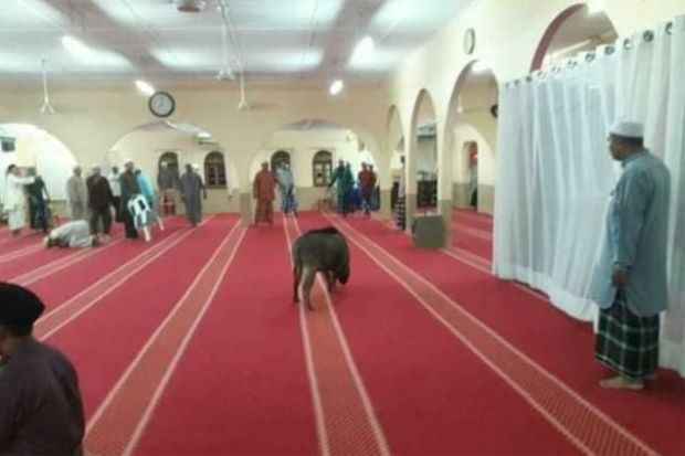 Masuk Masjid saat Jamaah Salat, Babi Hutan Ini Ditembak