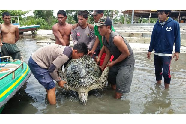Penyu Hijau Langka Tersangkut Pancing Nelayan Dievakuasi Petugas BKSDA