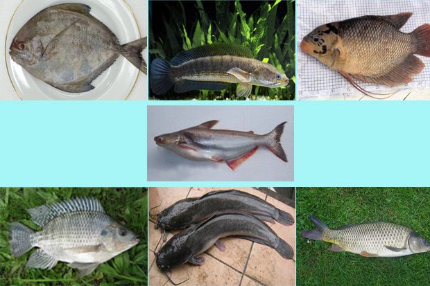 Ikan Air Tawar yang Sering Dikonsumsi Masyarakat Indonesia