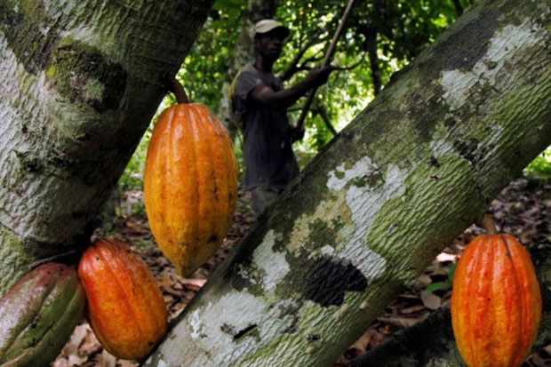 Petani Kakao Harus Berani Menjadi Agropreuneur