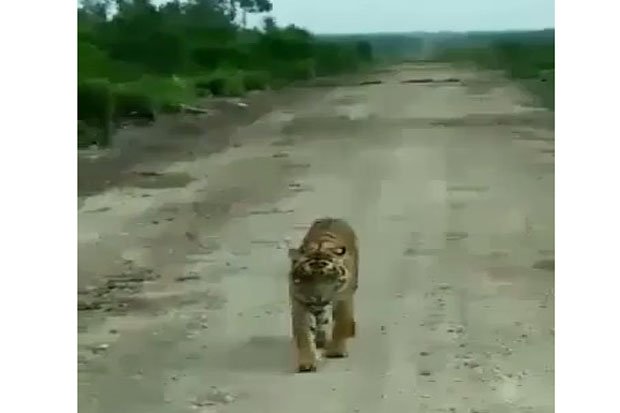 Harimau Liar Kembali Menyerang, BBKSDA Tenangkan Warga