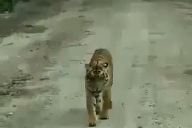 BBKSDA: Harimau Bonita Tidak Berniat Memakan Manusia