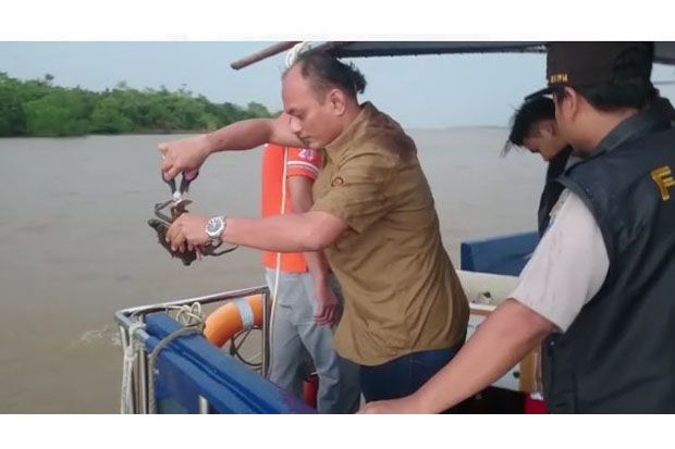 Ratusan Kepiting Bakau Petelur Dilepasliarkan di Sungai Kapuas