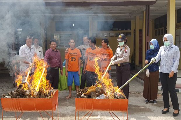 Polsek Sunggal Musnahkan 36,8 Kg Ganja Asal Aceh