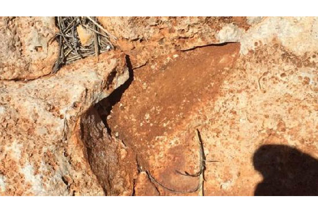 Fosil Gigi Hiu Purba Dicuri di Australia