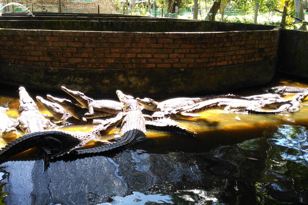 Cekrek, Serunya Foto Bareng Buaya di Miri Crocodile Farm