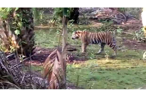 Mencekam, 7 Warga Inhil Didatangi Harimau Sumatera