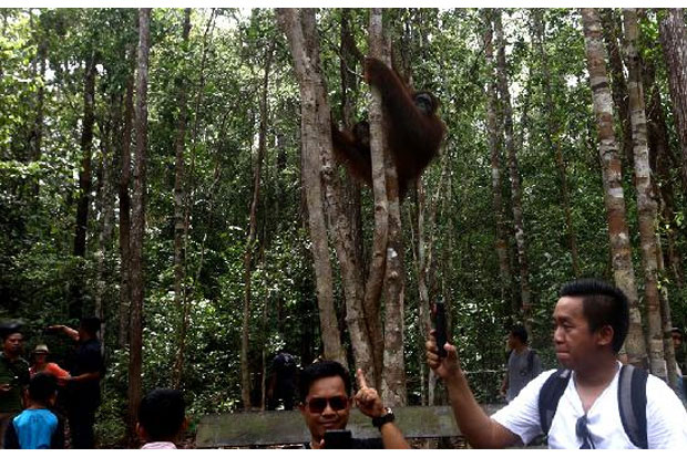 Sensasi Melacak Tom, Orangutan Terbesar di Kalimantan