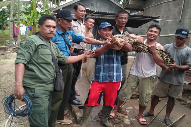 BBKSDA Riau Evakuasi Buaya yang Masuk Pemukiman