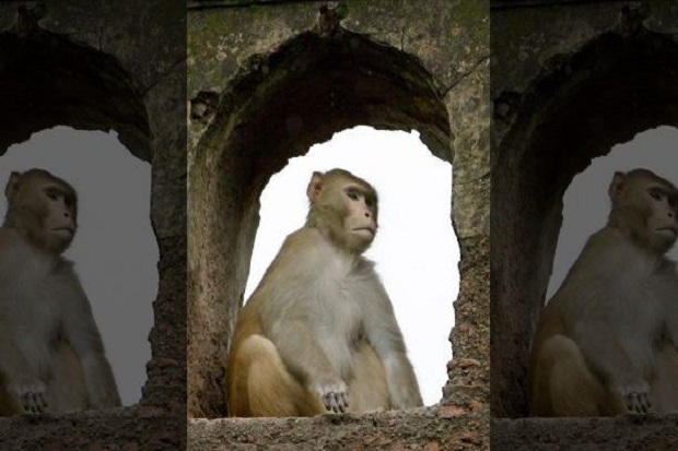 Diculik Monyet, Bayi di India Ditemukan Tewas di Dalam Sumur
