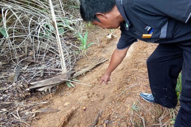 Jejak Harimau Sumatera Ditemukan di Lahan Perkebunan Madina