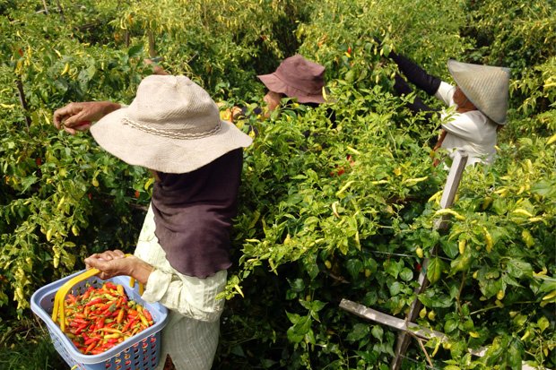 Cek Produksi Cabai, Dirjen Hortikultura Blusukan ke Cianjur