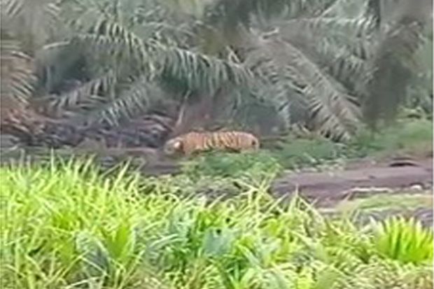 3 Harimau Sumatera Mengamuk, Polisi Koordinasi dengan BBKSDA