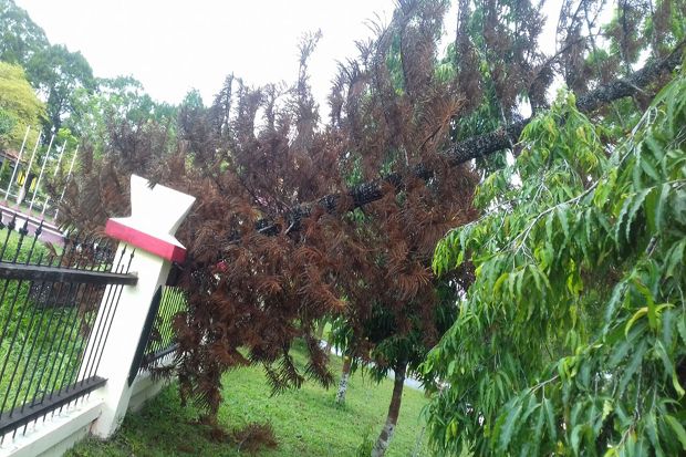 Ditimpa Pohon Besar, Pagar Gedung DPRD Kobar Rusak