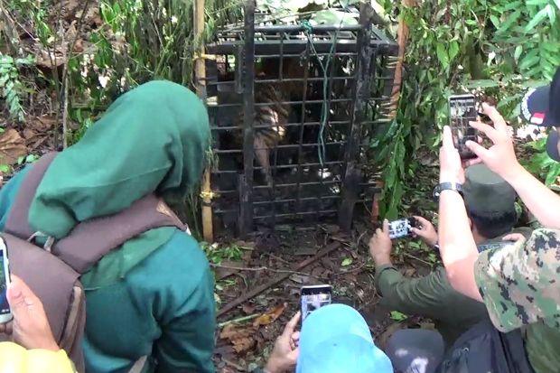 Dokter Periksa Harimau Sumatera yang Masuk Perangkap, Begini Hasilnya