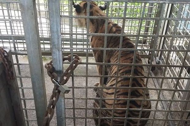 Perilaku Tak Lazim Harimau Bonita Setelah Ditangkap