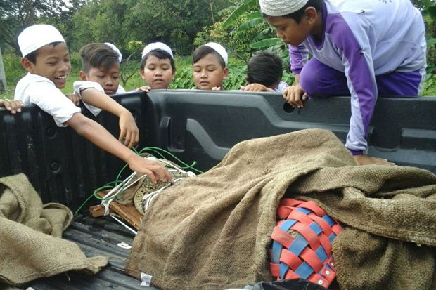 BKSDA Jateng Evakuasi Buaya Milik Warga Sukoharjo