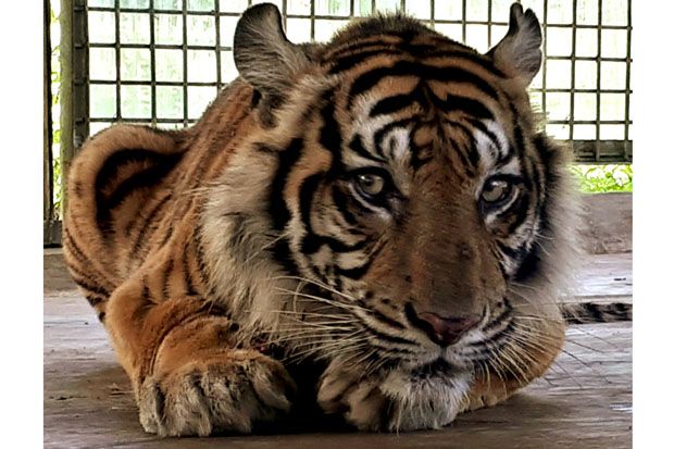 Kasihan, Harimau Bonita Diserang Tumor