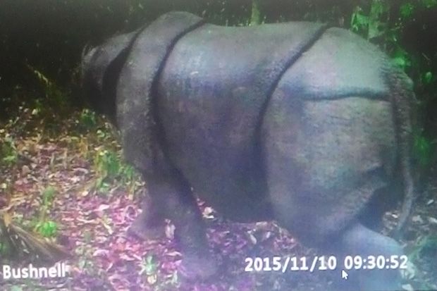 Ini Penyebab Matinya Badak Samson di Taman Nasional Ujung Kulon