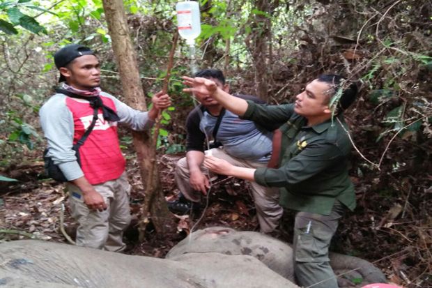 Seekor Gajah Sumatera Terluka Kena Jerat Perangkap