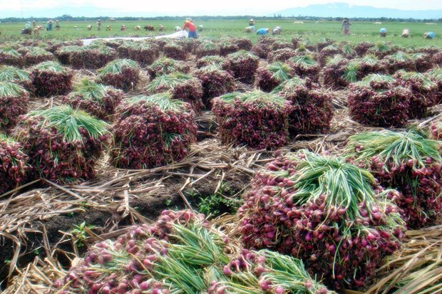 Industri Pasta dan Ekspor Jadi Solusi Bawang Merah di Brebes