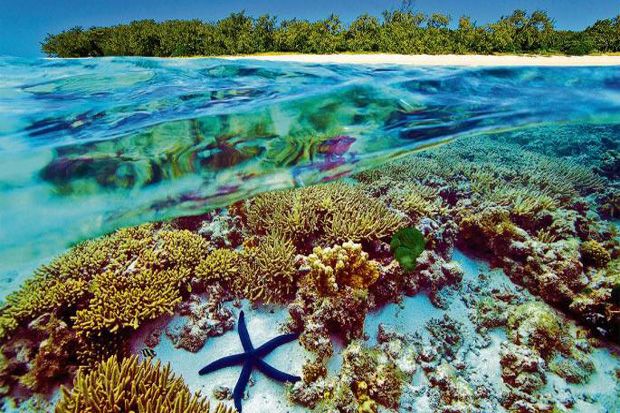 Great Barrier Reef Raih Pendanaan Pelestarian Karang Rp529 Miliar
